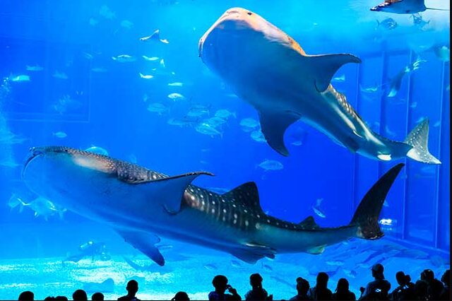 美ら海水族館チケットの割引はローソンにある？最安値の買い方を解説