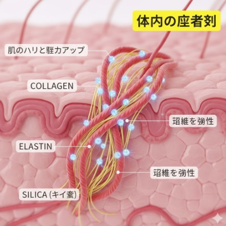 飲みやすい中軟水の硬度と成分
